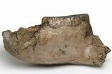 Woolly Mammoth Partial Mandible with M Molars - Germany #235236-3